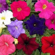Растение Петуния 10х15 микс