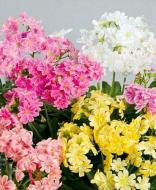 Растение "Левизия 10*20 микс Р16091