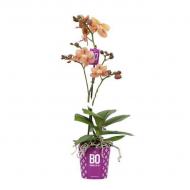 Рослина Фаленопсис (орхідея) 12х45 1 стовбур Monaco (Opti-flor)