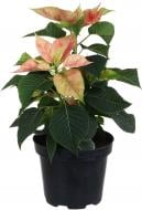 Растение комнатное Пуансетия Эуфорбия пульцерима d17