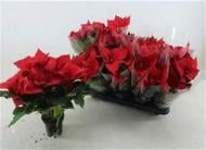 Растение Пуансетия 10х35 pulcherrima christmas Universe красная