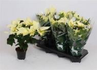 Растение Пуансетия 12х35 pulcherrima Alaska белая