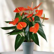 Растение Антуриум 17*60 оранжевый Sierra Р08489