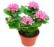Растение Бувардия 12*20 розовая Р02973 Растение Бувардия 12*20 розовая Р02973