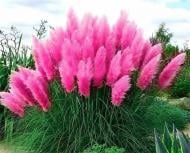 Растение Кортадерия розовая 13х40