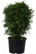 Растение Туя западная Thuja occidentalis Globosa 25 l h 40-50 см