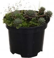 Растение роза каменная Молодило Graptopetalum paraguayense 0,5 л h 2-5 см