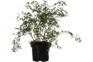 Растение Таволга японская Spiraea japonica 5 л h 20 см