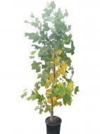 Растение Тюльпановое дерево Liriodendron tulipifera 45 л h 300 см