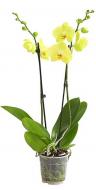Рослина Фаленопсис (орхідея) 12x50 2 стовбура жовтий мікс (Green Balanz)