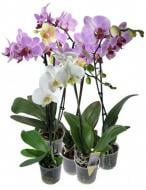 Растение комнатное фаленопсис (орхидея) меди 9x25 см 1 ствол микс (Ter Laak Orchids) Р10419