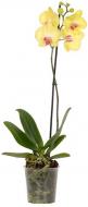 Растение комнатное Фаленопсис (орхидея) 12x65 1 ствол желтый микс (GreenBalanz)