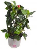 Растение Гибискус махровый микс d19/h50