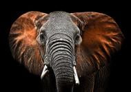 Репродукція Слон 113x85 см Styler