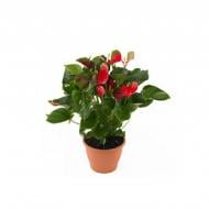 Растение Антуриум 17*55 красный Adios Растение Антуриум 17*55 красный Adios