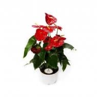 Растение Антуриум 17*55 красный Dynamite Растение Антуриум 17*55 красный Dynamite