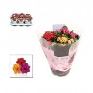 Растение Каланхое каландива 15*25 (микс в одном горшке) Растение Каланхое каландива 15*25 (микс в одном горшке)