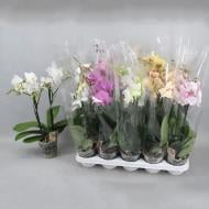 Растение Фаленопсис (орхидея) 12х60 2 ствола микс (Anthura BV)