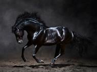 Репродукция Black Horse с эффектом серебра 113x85 см Styler