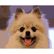 Раскраска по номерам Strateg Портрет шпица 30х40 см SS6801