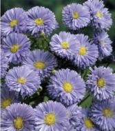 Кореневище Яскрава Астра багаторічна Marie Ballard 1 шт.