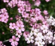 Кореневище Яскрава Гіпсофіла Paniculata pink 1 шт.