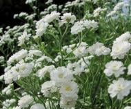 Кореневище Яскрава Гіпсофіла Paniculata white 1 шт.
