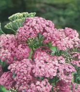 Кореневище Яскрава Деревій Millefolium Lilac Beauty 1 шт.