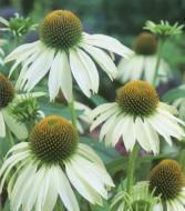 Кореневище Яскрава Ехінацея Purpurea 1 шт.