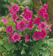 Кореневище Яскрава Інкарвелія Рожева 1 шт.