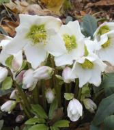 Кореневище Яскрава Морозник Niger 1 шт.