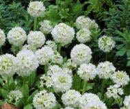 Кореневище Яскрава Примула Біла 1 шт.