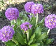 Кореневище Яскрава Примула Блакитна 1 шт.