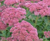 Кореневище Яскрава Седум Herbstfreude 1 шт.