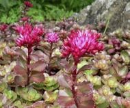 Кореневище Яскрава Седум Spurium 1 шт.