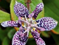 Кореневище Яскрава Тріциртус-садова орхідея Hitra 1 шт.