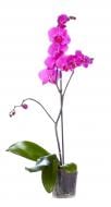Растение інше Орхидея микс 12х55 см