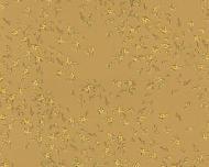 Обои виниловые на флизелиновой основе A.S. Creation Versace 4 93585-3 0,7x10,05 м