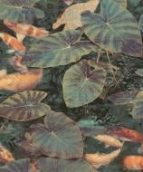 Обои виниловые на флизелиновой основе Grandeco Wanderlust WL2401 0,53x10,05 м