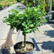 Растение Гинкго билоба / Ginkgo biloba Mariken C4 Pa