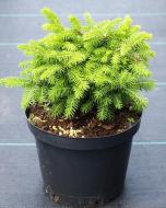 Рослина Ялина звичайна Picea abies Nidiformis С3