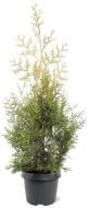 Растение Туя западная Thuja occidentalis Salland C7.5