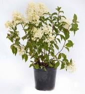 Растение Гортензия Hydrangea paniculata Phantom C7.5