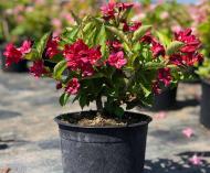 Растение Вейгела / Weigela Licufer С3