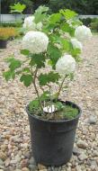 Растение Калина Viburnum Roseum C3 Pa
