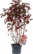 Растение Пухиропроизводитель opulifolius Lady in Red С7.5