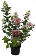 Растение Гортензия Hydrangea paniculata Magical Fire C3