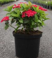 Растение Гортензия paniculata Wim`s Red С7.5