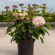 Растение Гортензия arborescens Anabelle С3