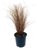 Растение Осока собственная / Carex comans Bronze Perfection С2